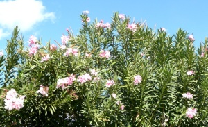 Oleander in bloom