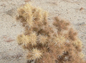 Watch out!  Cholla!