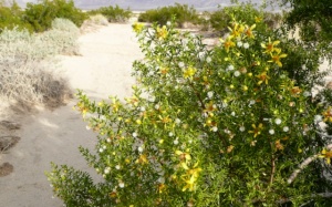 Creosote in bloom