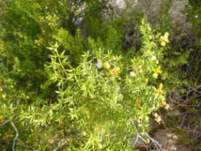 Creosote bush in sunshine
